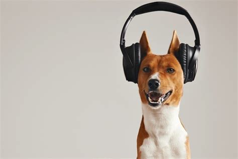 Do Dogs Understand Music: Can They Really Groove to the Beat?